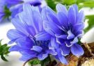 خواص شگفت‌انگیز عرق کاسنی؛ دوستی برای کبد چرب