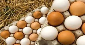 صادرات تخم مرغ و محصولات لبنی از گلپایگان