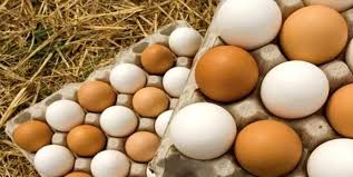 صادرات تخم مرغ و محصولات لبنی از گلپایگان