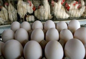 گلایه شهروندان اردستان از کمبود تخم مرغ