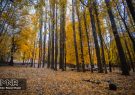سایه پاییز بر میراث بهشت ایران
