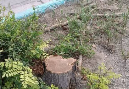 قتل عام درختان خیابان سعادت آباد اصفهان برای منافع؟ / آیا شهردار منطقه و یا کسی جوابگوی این قتل عام می باشد؟