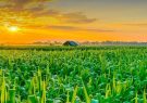 مصوبه مجلس برای شناسنامه‌دار کردن محصولات کشاورزی
