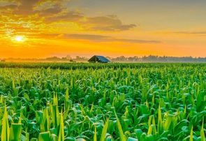مصوبه مجلس برای شناسنامه‌دار کردن محصولات کشاورزی
